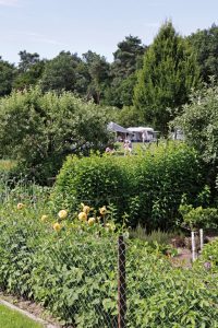 Struiken en bomen op de camping